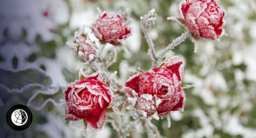 Розы и морозы: 7 дел, которые нужно сделать в саду, чтобы цветам было тепло зимовать