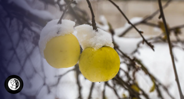 Яблоки на снегу: 5 нестандартных решений для зимнего декора сада, которые пригодятся в Новый год